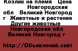 Козлик на племя › Цена ­ 3 000 - Новгородская обл., Великий Новгород г. Животные и растения » Другие животные   . Новгородская обл.,Великий Новгород г.